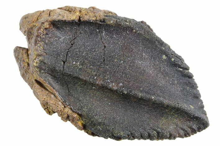 Unworn Fossil Dinosaur (Triceratops) Crown - Wyoming #358265